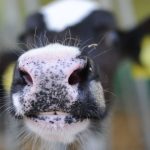 Protest gegen Tierhaltung: Tierschützer blockieren Zufahrt zu Sachsenmilch