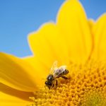 Vorhersage: Sommerlicher Dienstag – dann wird es ungemütlich