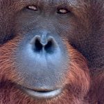 Artenschutz im Alltag: Orang-Utans schützen – vom Frühstück bis zur Fernreise