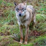 Natur: Neues Wolfsgebiet im Fichtelgebirge