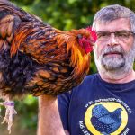 Vom Traktor bis zum Huhn: „Würfelhuhn“ wird MeLa-Star – Countdown für Agrar-Messe