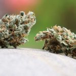 Anbauvereinigung: Gericht bestätigt Anbau- und Abgabeverbot für Cannabis-Club