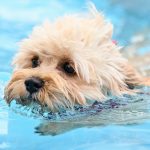 Tiere im Schwimmbad: Hundebaden in zwei Berliner Freibädern am Ende der Saison
