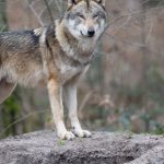 Wölfe: Neuer Wolf in Hessen