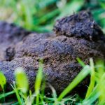 Hunde und Umwelt: Kleine Haufen, großes Problem – Ärger mit Hundekot