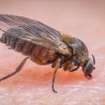 Fiese Fliege: Die Kriebelmücke ist auf dem Vormarsch: So erkennen und behandeln Sie einen Biss
