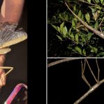 Neue Tierart: Dicker Brummer: Forscher entdecken schwerstes Insekt Australiens