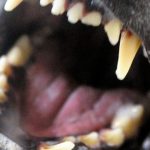 Attacken von Hunden: Chirurg fordert bessern Schutz für Kinder vor Hundebissen