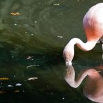 Ungewöhnlicher Gast: Flamingo am Titisee – Behörde prüft Umzug in die Schweiz