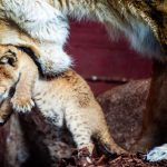 Nachwuchs im Zoo: Kleiner Rubin im Gehege – Schweriner Löwenbaby heißt Manika