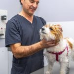 stern-Test 2025: Ausgezeichnete Tierversicherungen: Die richtige OP-Versicherung für Ihren Hund