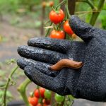 Sommersaison: Bio-Schneckenkorn für 10 statt 17 Euro: Garten-Angebote am Donnerstag