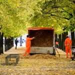 Verkehrssicherheit: BSR sammelt Laub – so schwer wie 6.000 Elefanten