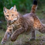 Europäisches Zuchtprogramm: Neue Luchs-Dame soll im Harz für Nachwuchs sorgen