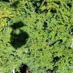 Zukunft des Waldes: Die Wälder der Zukunft in Mecklenburg-Vorpommern
