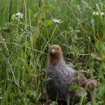 Vogelschutz: Bedrohtes Rebhuhn zum Vogel des Jahres 2026 gewählt