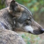 Freizeit: Wölfe füttern im Dunkeln in der Schorfheide