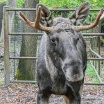 Tiere: Nach Tagen im Schwarzwald: Elch Erwin wieder im Wildpark