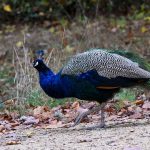 Tierische Begegnung: Ausgebüxter Pfau auf Bundesstraße ruft Polizei auf den Plan