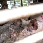 Unfälle: Anhänger von Tiertransporter umgekippt – elf Schweine tot
