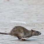 Schädlingsbefall: Rattenplage in Berlin – Tausende Meldungen jedes Jahr