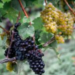 Wein: Weinernte fällt geringer aus als angenommen