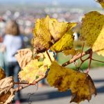 Ausflugstipps: Was Rheinland-Pfalz für die Herbstferien zu bieten hat