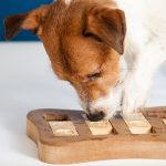 Ausgeglichenes Hundeleben: So fördern Denkspiele für Hunde die geistigen Fähigkeiten Ihres Vierbeiners
