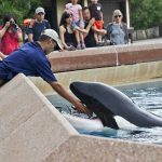 Kanada: Tierpark fordert Geld und droht mit Tötung von 30 Walen